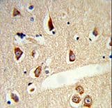 TLR3 Antibody
