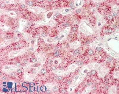 SCP2 / SCPX Antibody (FITC)