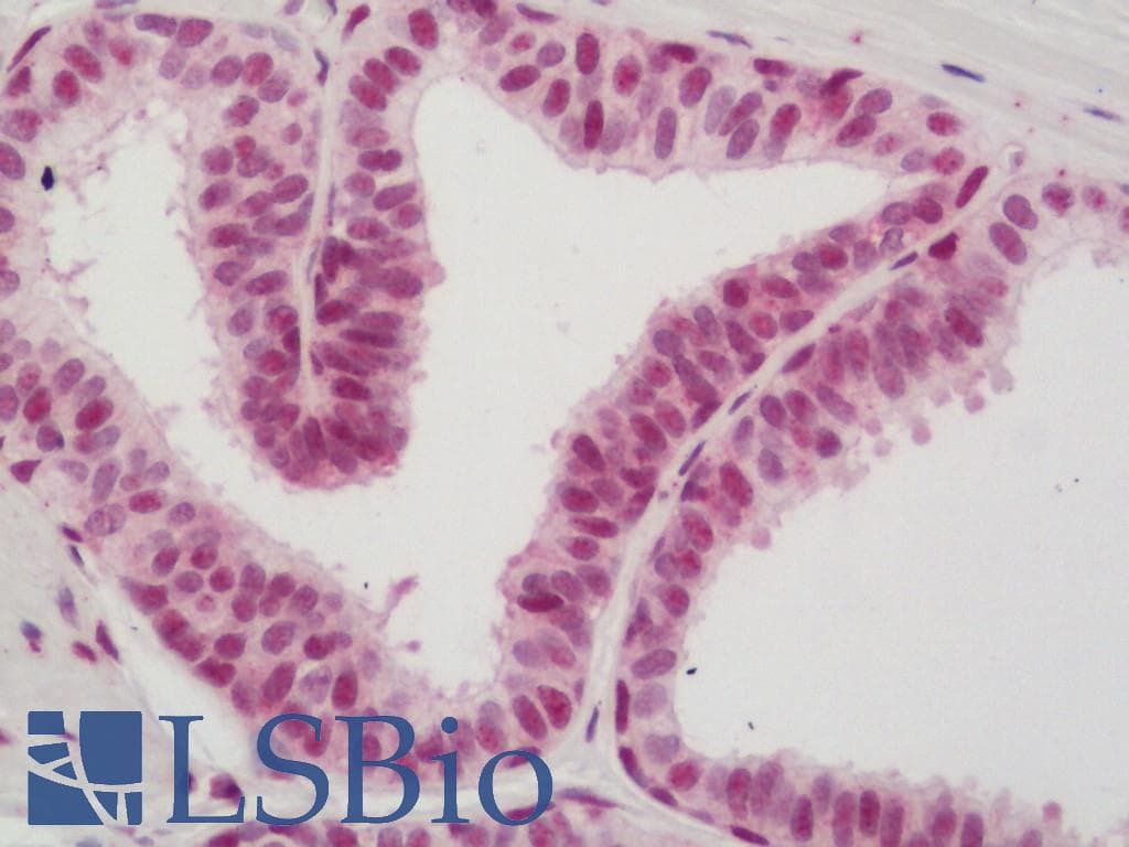 IHC-plus™ HSF1 Antibody (aa267-315)