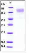 Human ICAM-1 / CD54 Protein (Recombinant His,C-terminus)
