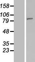 FAM190A Protein (Over-Expression Lysate Myc-DDK (Flag))