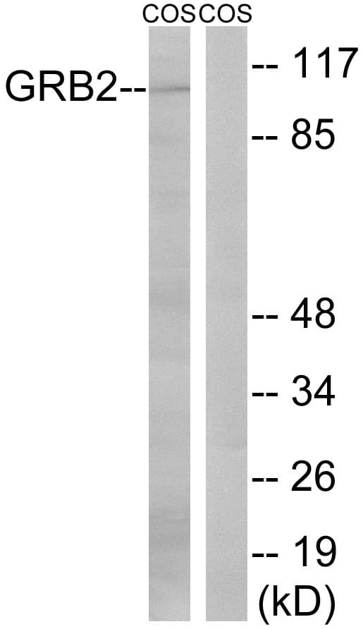 IHC-plus™ Polyclonal Rabbit anti-Human GAB2 Antibody (aa125-174, IHC, WB)
