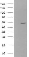 ZSCAN21 / Zipro1 Antibody (clone OTI3B3)