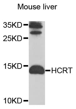 HCRT / Orexin Antibody