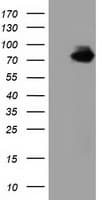 VWA5A Antibody (clone OTI3D6)