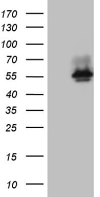 BNIPL Antibody (aa1-203, clone OTI8F6, Carrier-free)