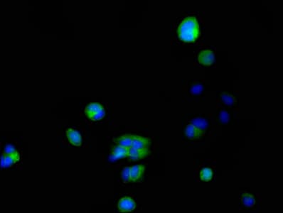 Polyclonal Rabbit anti-Human FKBP6 Antibody