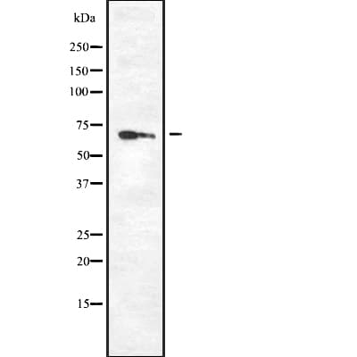 PPP2R1A Antibody