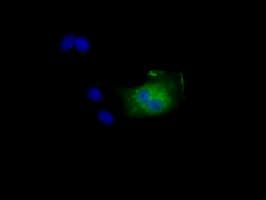 NIT2 Antibody (clone OTI3D5)