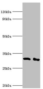 CD58 Antibody (aa40-220)