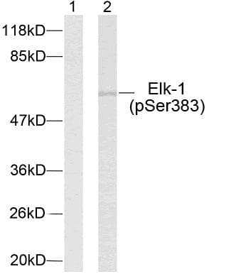 ELK1 Antibody (phospho-Ser383)