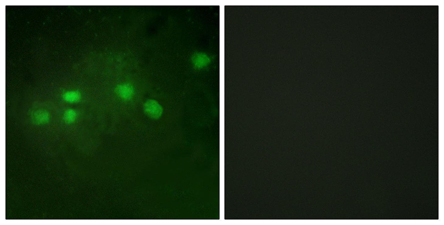 Polyclonal Rabbit anti-Human ELF1 Antibody (IF, WB)