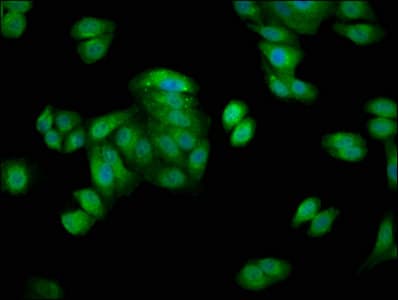 HSPA1A Antibody