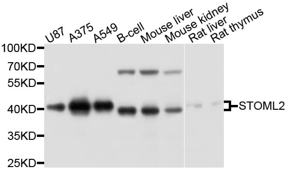 STOML2 Antibody