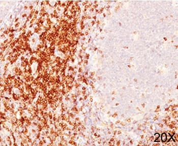CD6 Antibody (clone C6/372 + 3F7B5, Ready-to-Use)