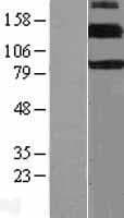 ERBB4 / HER4 Protein (Over-Expression Lysate Myc-DDK (Flag))