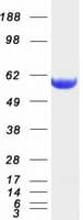 Human CORO1B Protein (Recombinant Myc-DDK (Flag))