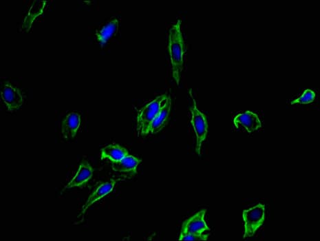 CD40 Antibody
