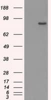 SATB1 Antibody (clone OTI11H4, Carrier-free)