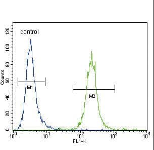 Polyclonal Rabbit anti-Human IREB2 / IRP2 Antibody (aa201-230, IHC, WB)