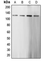 CARD6 Antibody (N-Terminus)