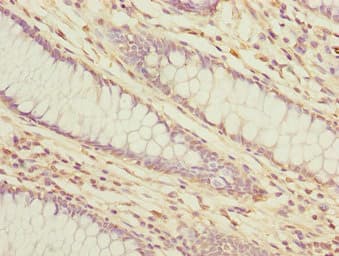 LMO4 Antibody