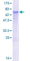 Human FAM188A / C10orf97 Protein (Recombinant GST)