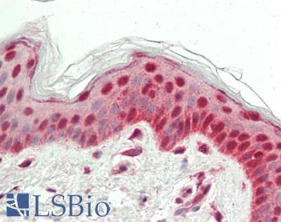 IHC-plus™ CPSF3 / CPSF Antibody (aa1-50)