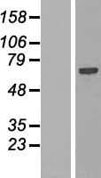 SPATS2L Protein (Over-Expression Lysate Myc-DDK (Flag))