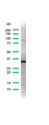SOX2 Antibody (N-Terminus, clone SP76)