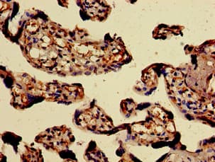 Polyclonal Rabbit anti-Human PAEP / Glycodelin / GdF Antibody (IHC)