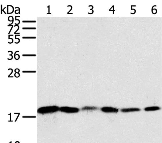 SNX3 Antibody