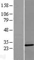 PLEKHB2 Protein (Over-Expression Lysate Myc-DDK (Flag))
