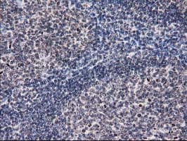 EIF1 Antibody (clone OTI2B9)