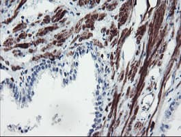SERPINB1 Antibody (aa77-306, clone OTI2B4)