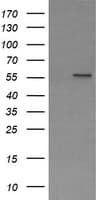 PPAT Antibody (clone OTI2C2)