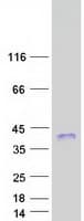 Human RITA1 / C12orf52 Protein (Recombinant Myc-DDK (Flag))