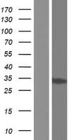HC71 / GLOD4 Protein (Over-Expression Lysate Myc-DDK (Flag))