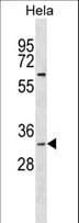 BPNT1 Antibody (aa277-305)