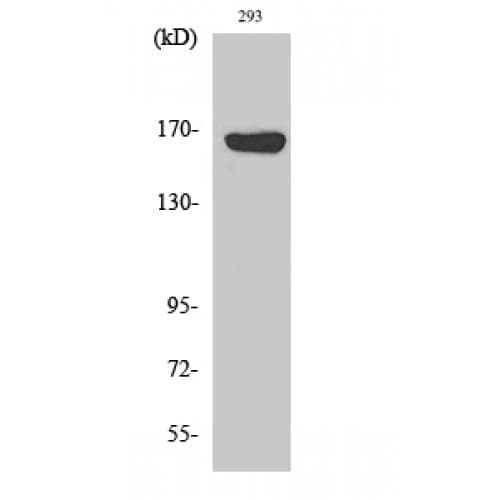 ABCC12 / MRP9 Antibody (730-810 aa, Internal)