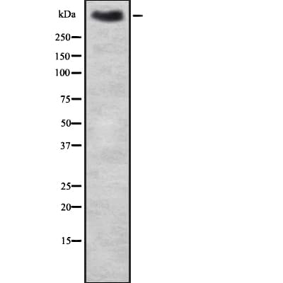 Mucin 2 / MUC2 Antibody