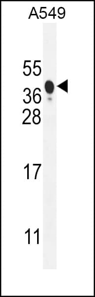 Polyclonal Rabbit anti-Human NIX / BNIP3L Antibody (aa52-81, IHC, IF, WB)