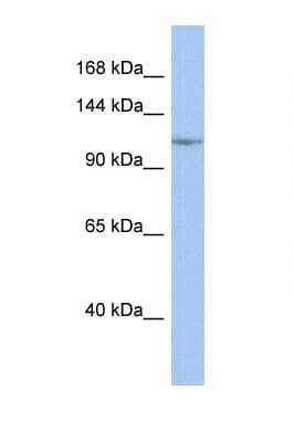 NFKB1 / NF-Kappa-B Antibody (C-Terminus)