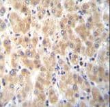 Polyclonal Rabbit anti-Human PABPN1L Antibody (aa166-194, IHC, IF, WB)