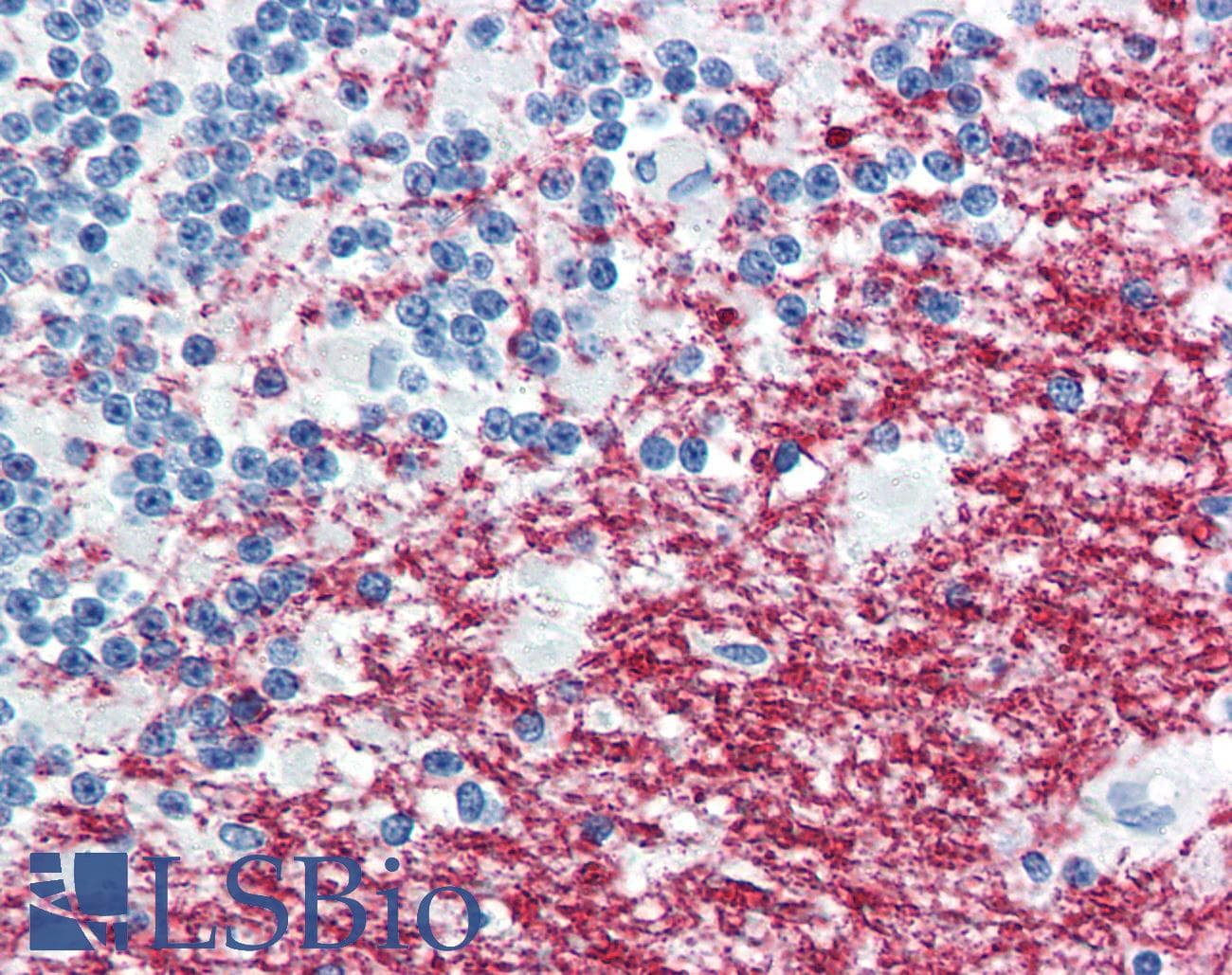 IHC-plus™ PLP1 / Myelin PLP Antibody (C-Terminus, clone plpc1)