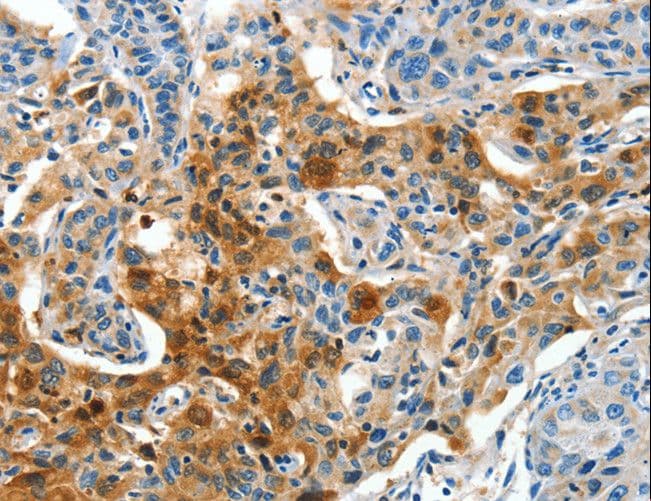COG1 Antibody