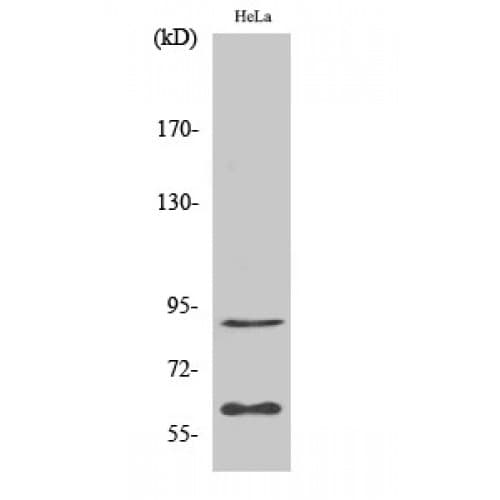 ERF / PE2 Antibody (470-550 aa)