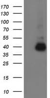 Monoclonal Mouse anti-Human ANKRD53 Antibody (clone OTI2F3, IF, WB)