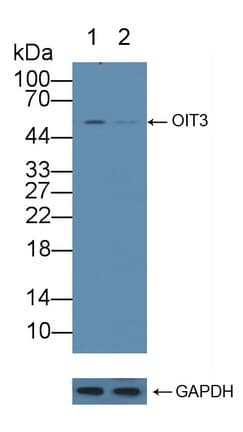 OIT3 Antibody (aa297-506)
