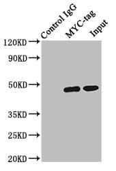 Myc Tag Antibody (clone 5F9F9)